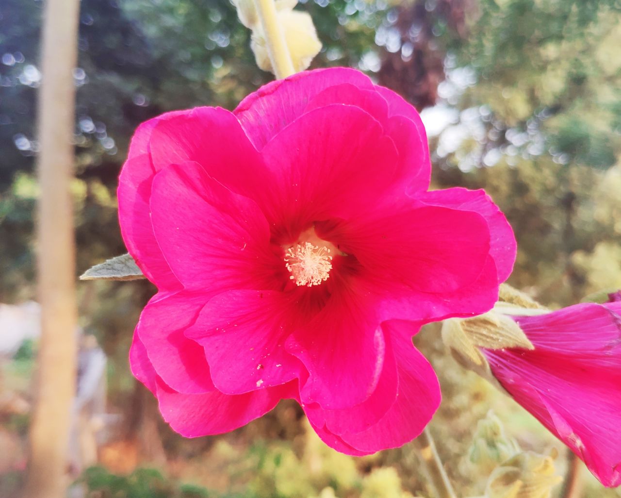 20190607_235798_1559904340843.jpg