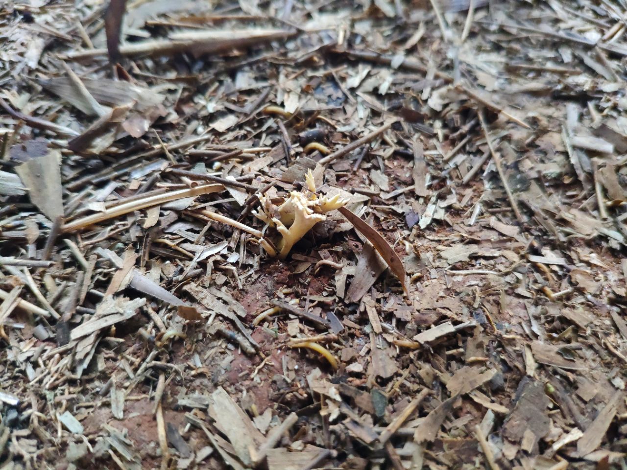 20190615_235798_1560592321385.jpg