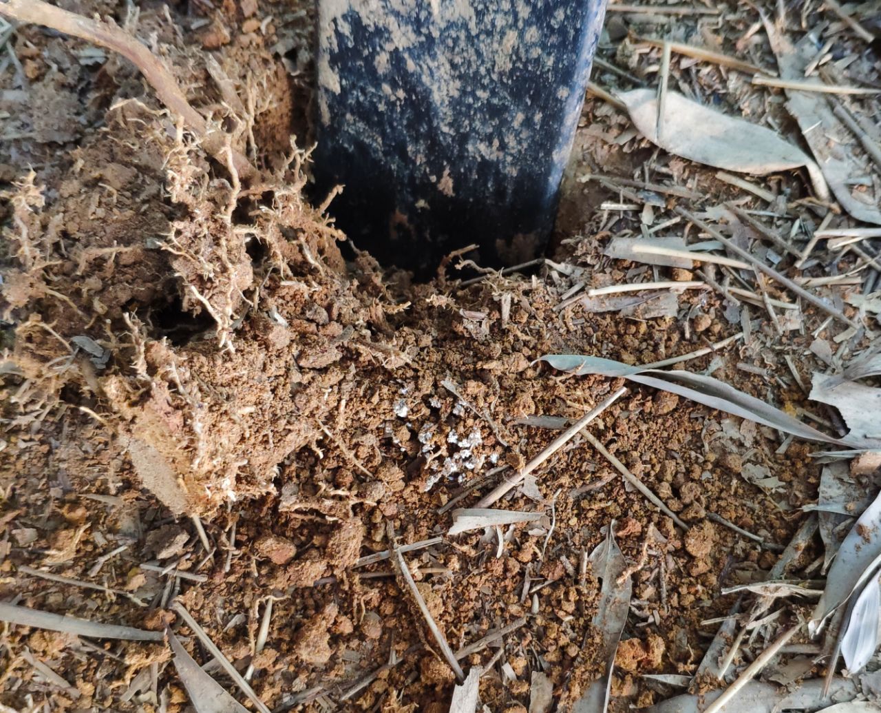 20190615_235798_1560592322575.jpg