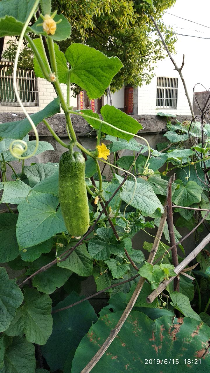 20190616_300088_1560639548890.jpg