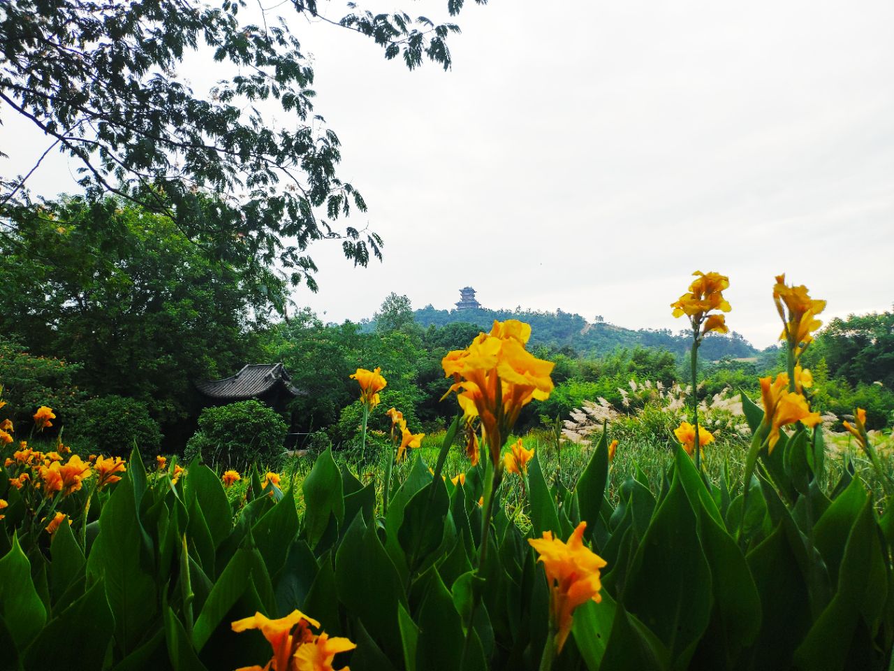 20190704_235798_1562243090970.jpg