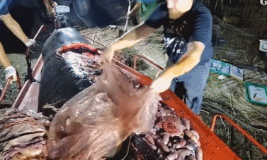 微信图片_20190715102816.gif