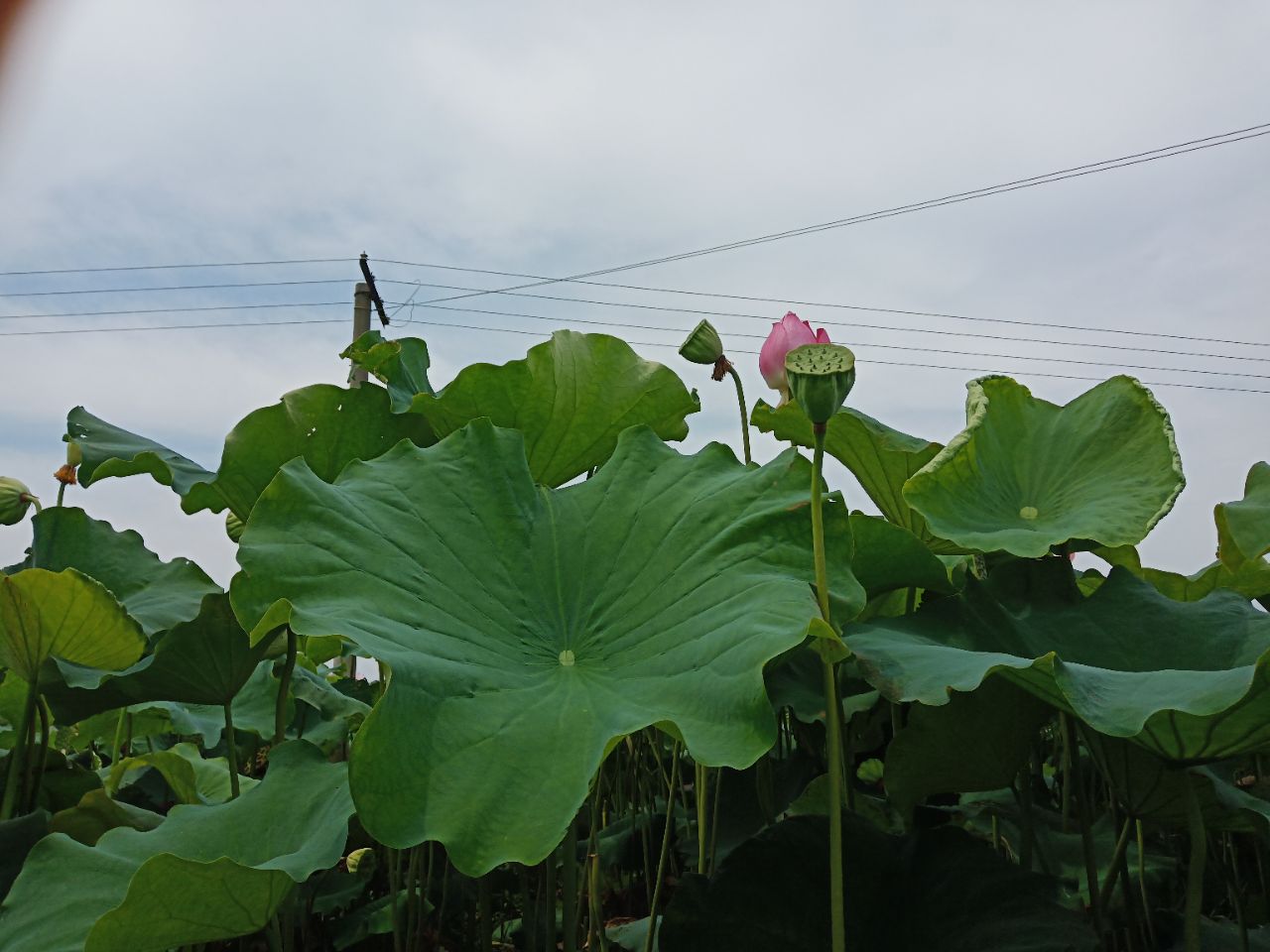 20190801_314262_1564632575413.jpg