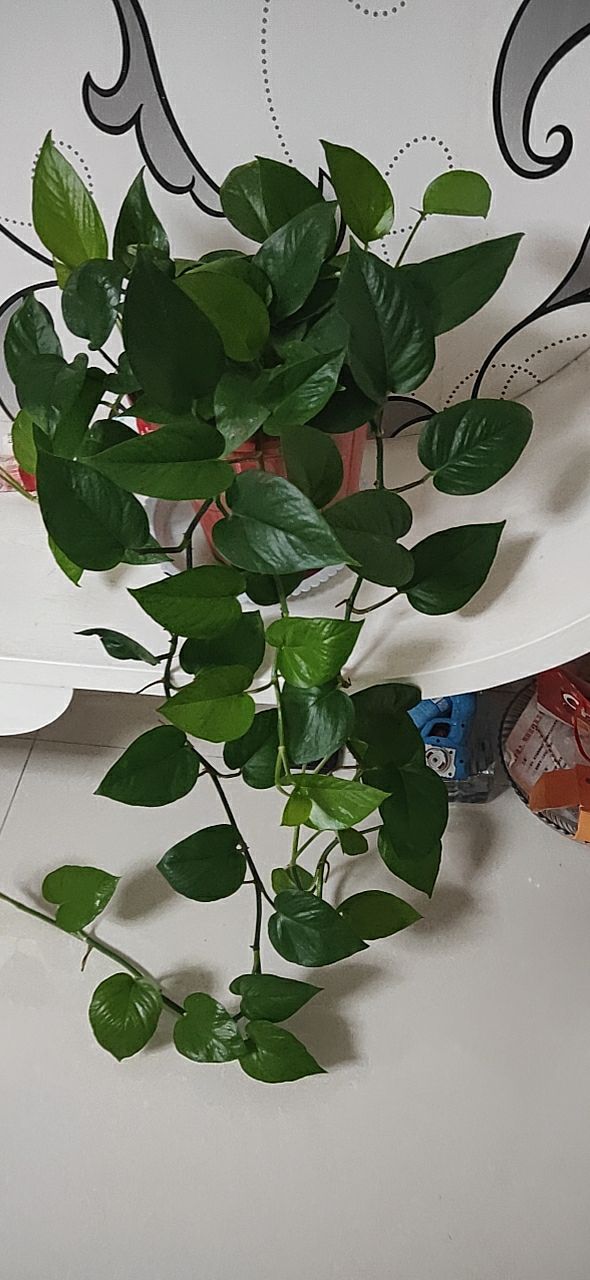 20190816_255645_1565955587255.jpg