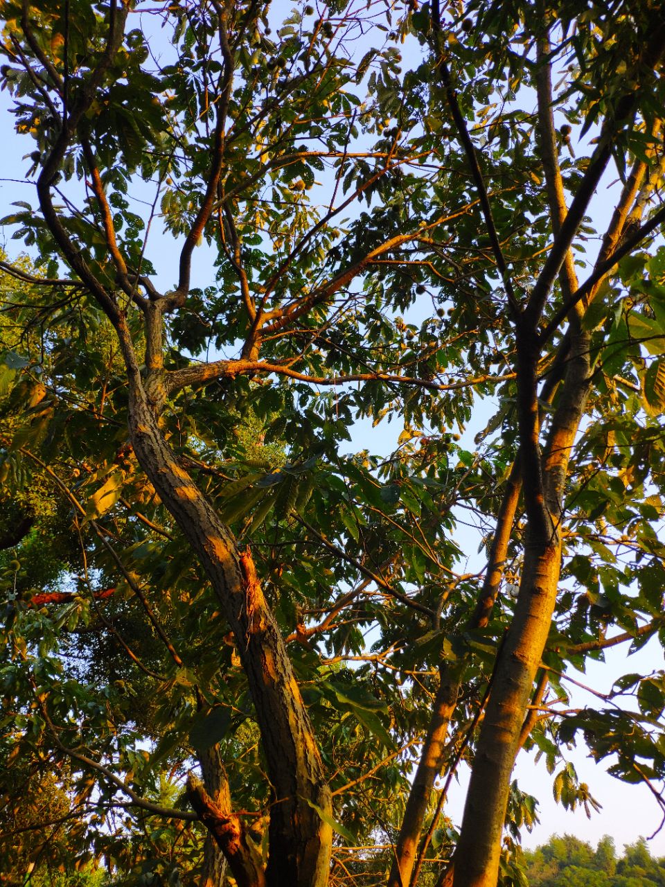20190907_235798_1567855137481.jpg