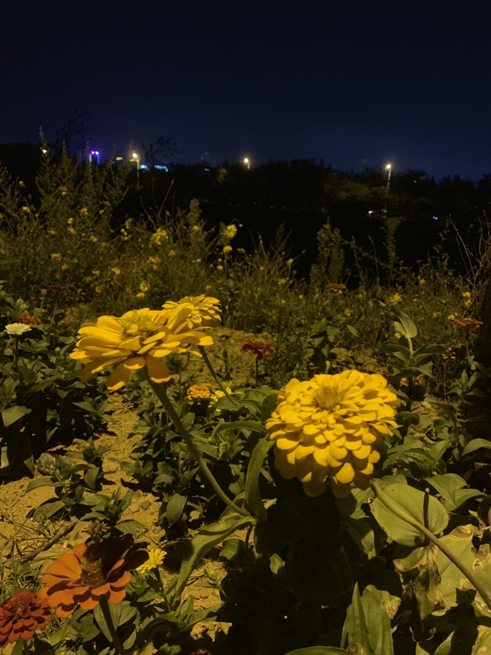 201910033276711570101148935497.jpg