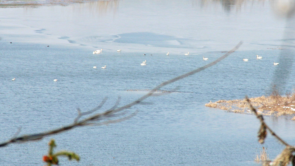 俯瞰山下来池越冬的小天鹅