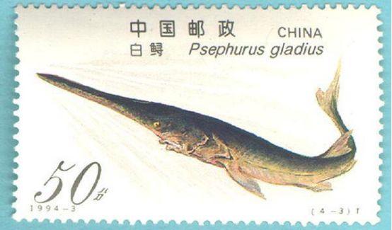 长江白鲟.jpg