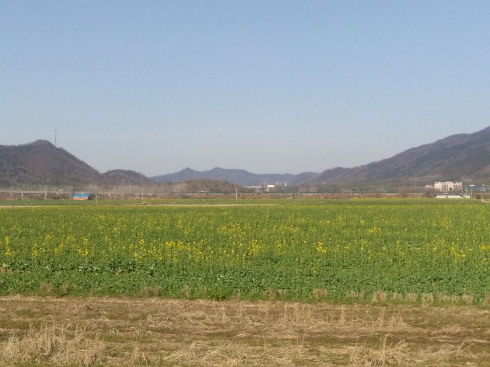 油菜花开了.jpg
