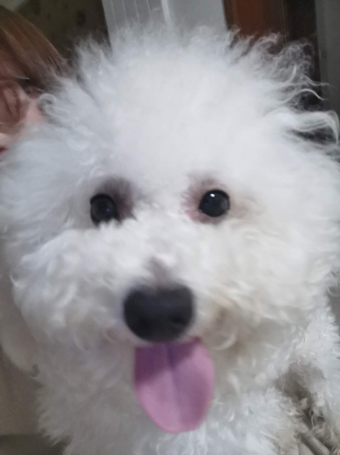 哈尼正面