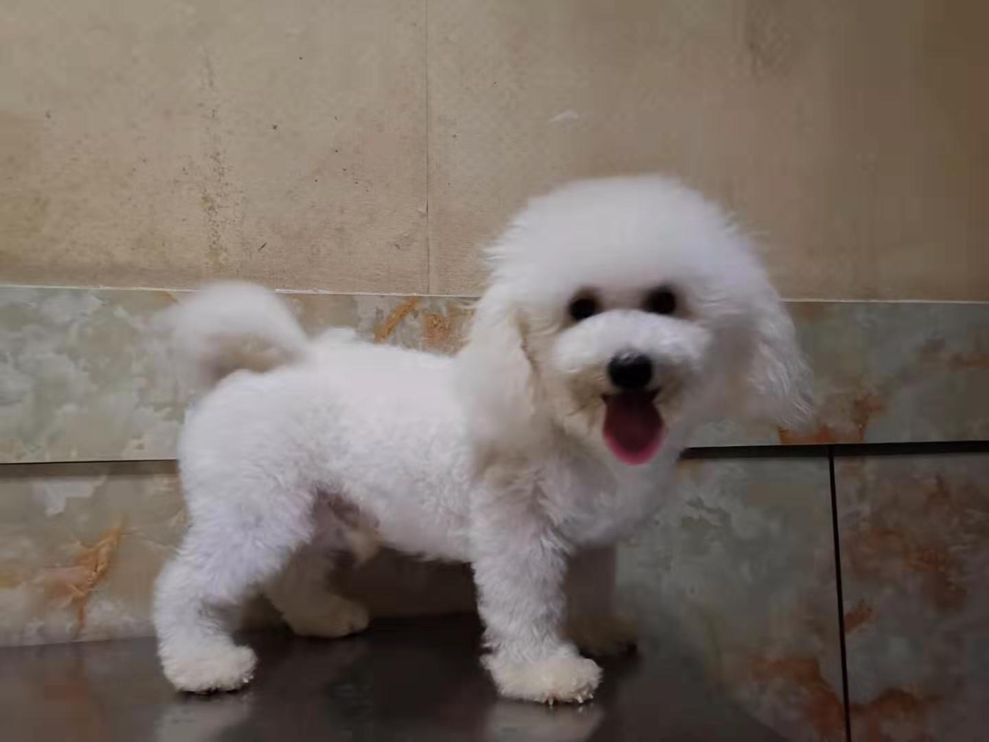 哈尼侧面