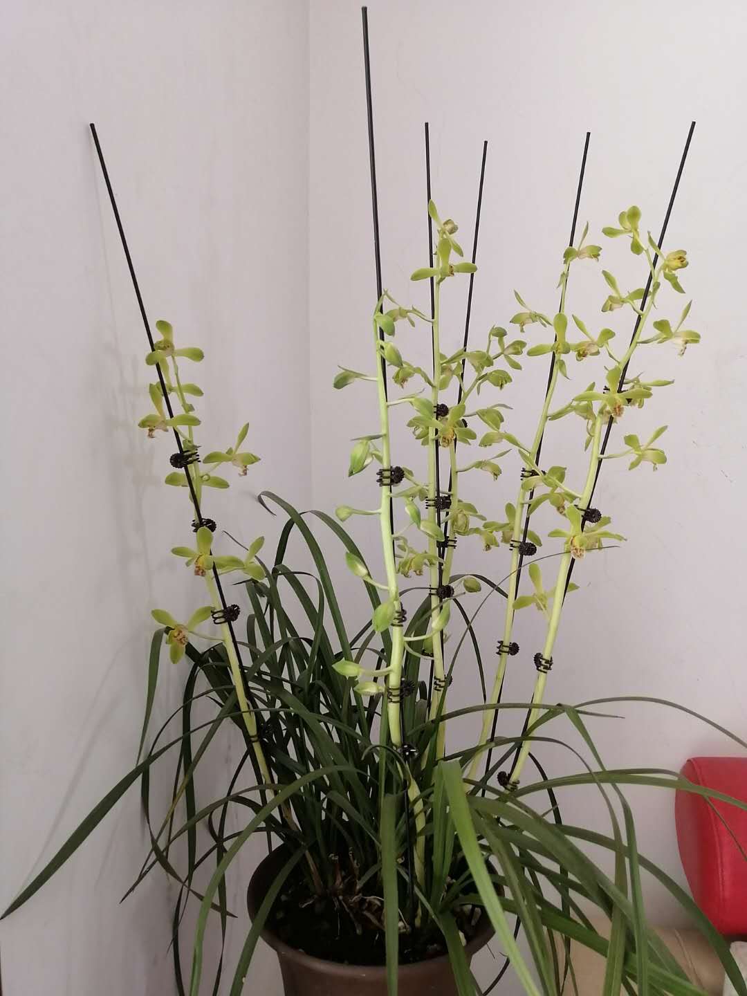 加一个兰花