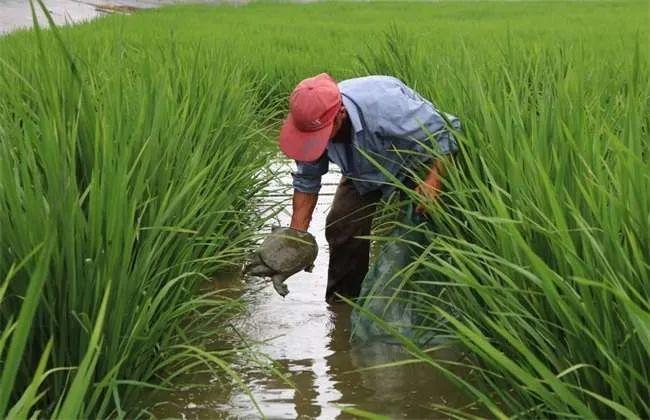 一亩双收,粮渔双赢,贵池悄然兴起稻鳖共新模式