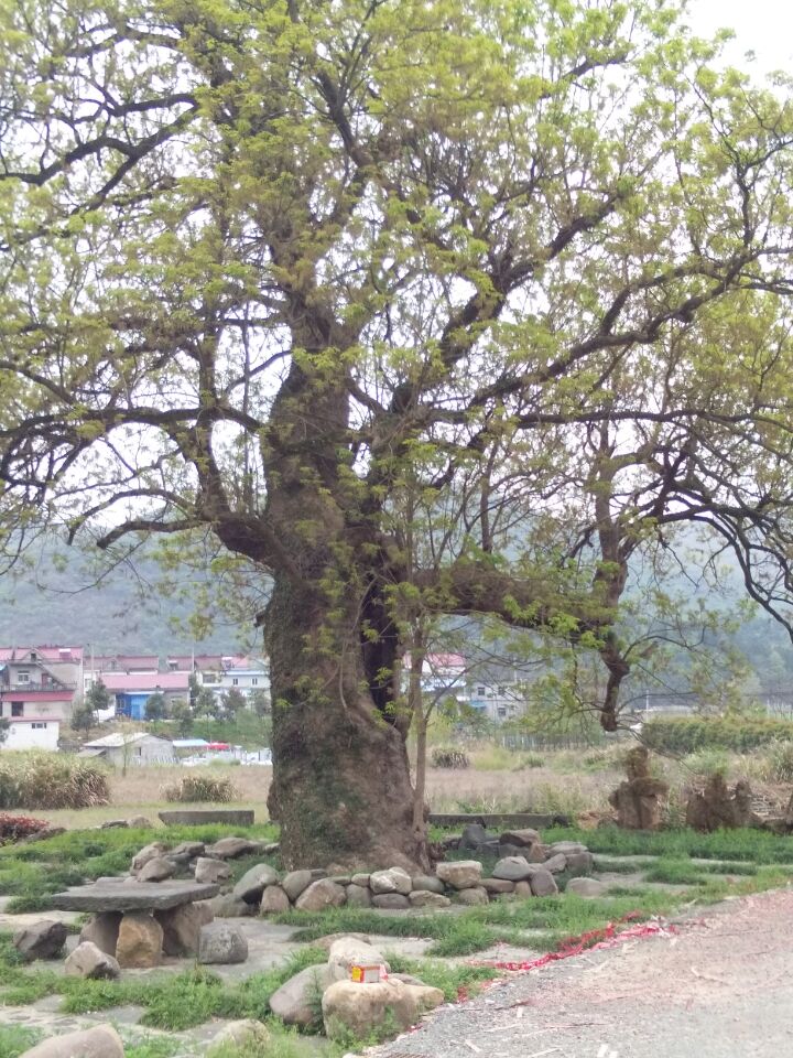 古树新春.jpg
