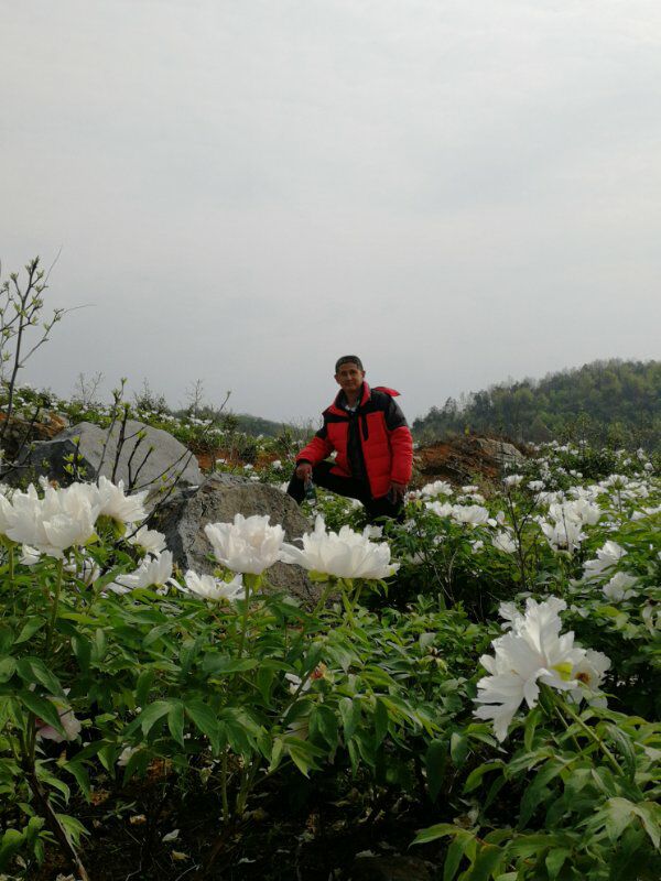 四月牡丹开满山.jpg