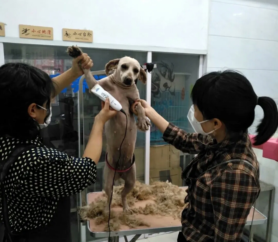 给布丁剪毛、打狂犬疫苗