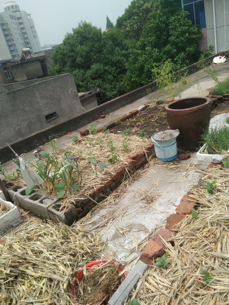 我家楼顶的小菜园