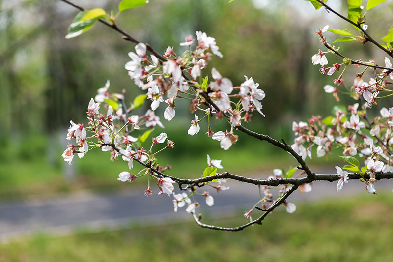 又是一年樱花季.jpg