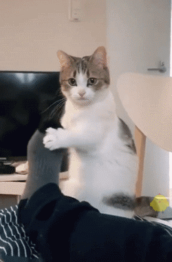 20200531_268466_1590898188973.gif