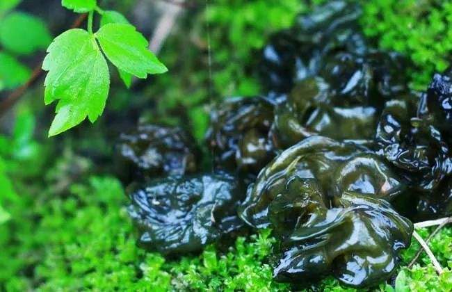 下雨以后地上多了很多像木耳的东西这种东西能吃吗