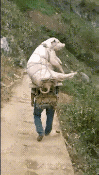 20200804_237410_1596508872043.gif