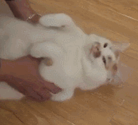 front2_0_FlVI9qeZduLX19cTxHWfKMZZCeIu.1603868158.gif
