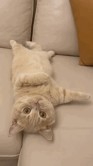front2_0_ll_fv6-5hcgTpSZ0I7lSYSjTtMfn.1603972936.gif