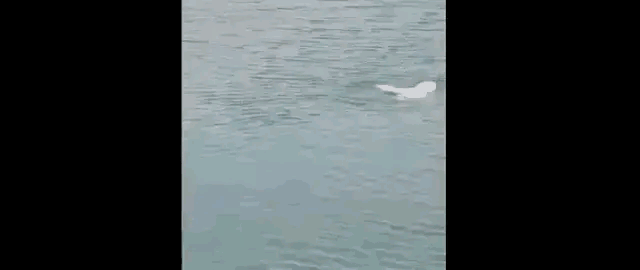 front2_0_FnLgwoJD7TfssFy4eB8CEurvwwO-.1607359132.gif