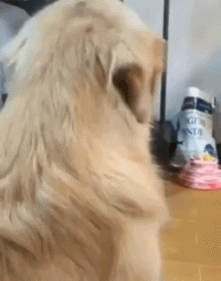 front1_0_FsXvwi61Tj8oz1MxGPCmbe1dy-5M.1607474256.gif
