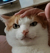 front2_0_FqKiba7YbafwD46zNg6C6jPpSZM_.1607476870.gif