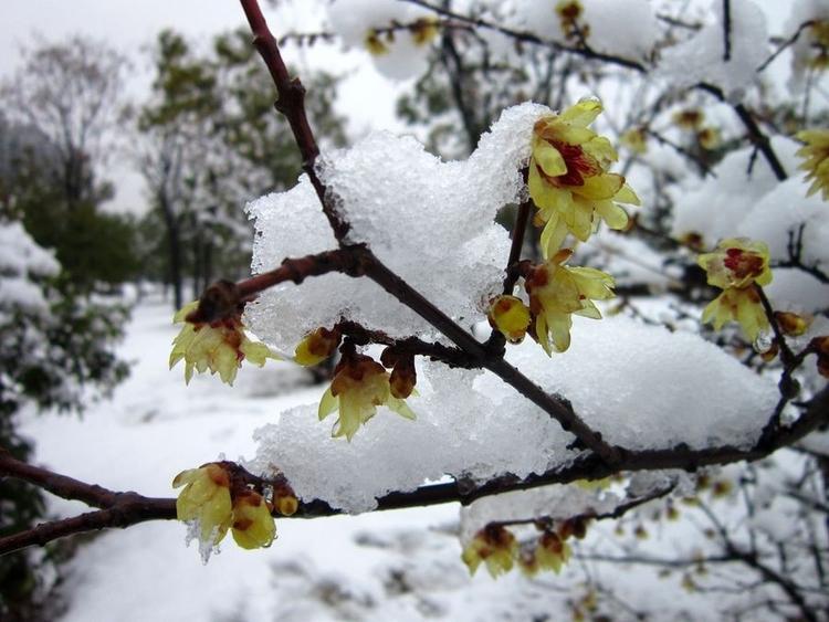 踏雪寻梅