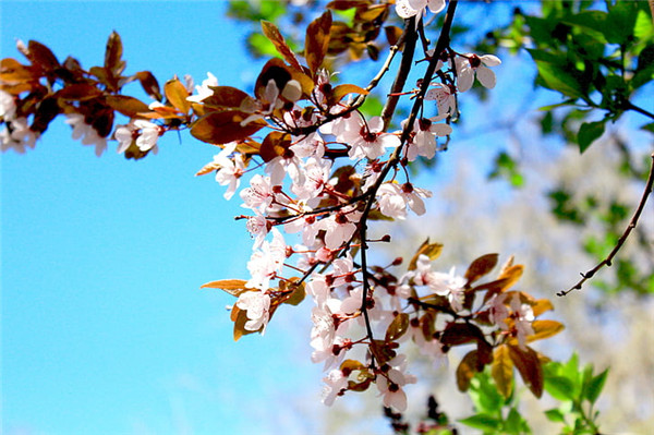 spring-flower-signs-of-spring-garden-preview.jpg