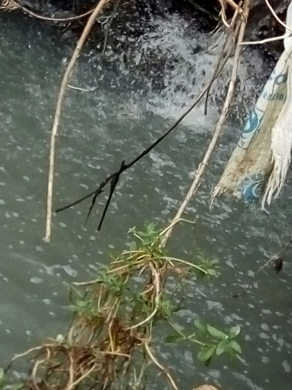 20210716_204298_1626438315915.jpg