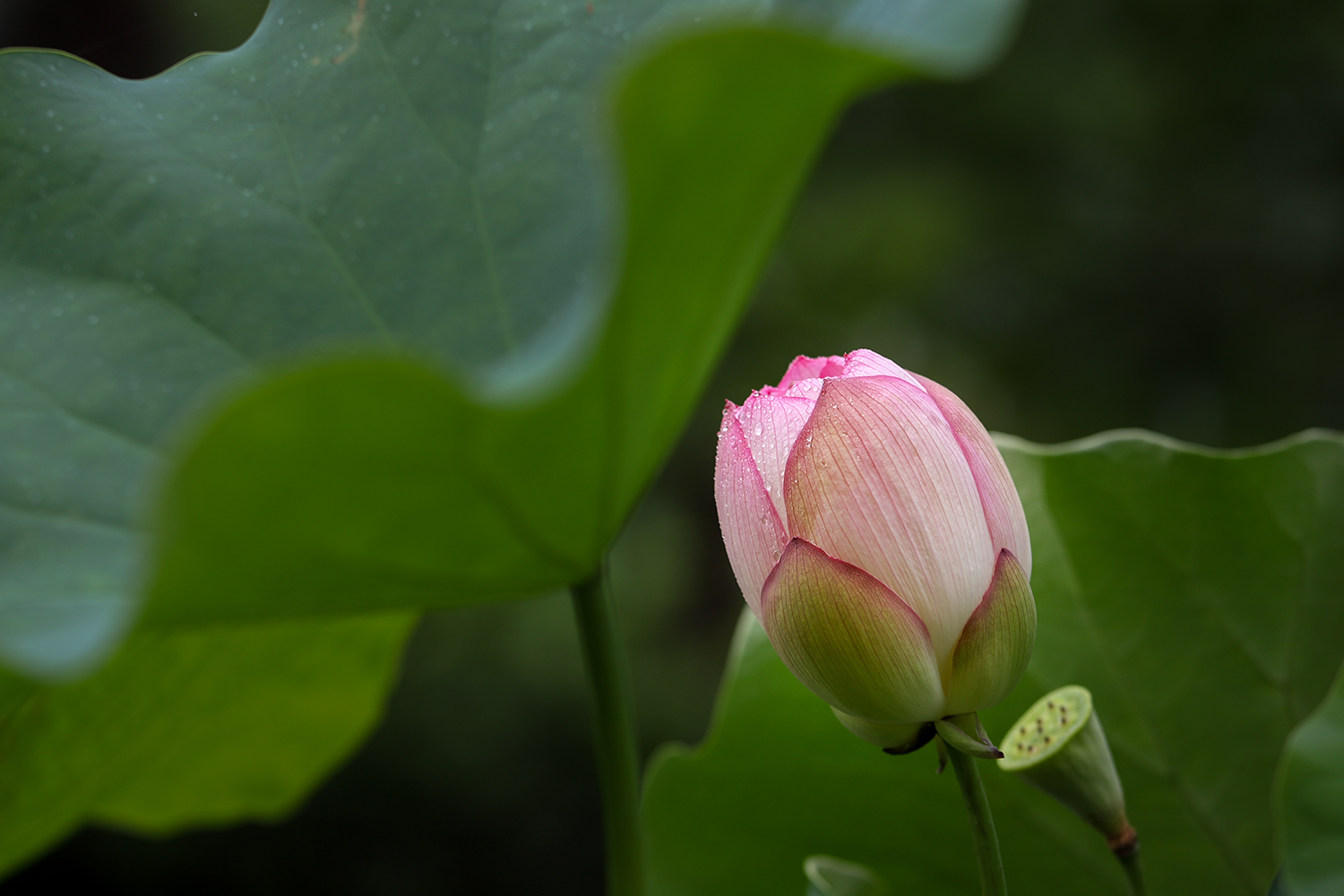 IMG_7891-2.jpg