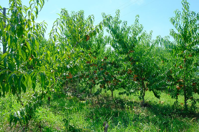 DSCF2672.jpg