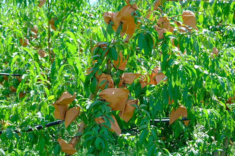DSCF2683.jpg