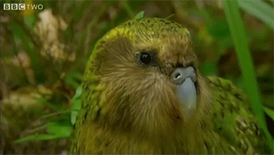 18.gif