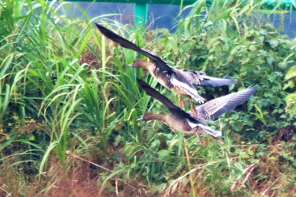 IMG_5785_副本.jpg