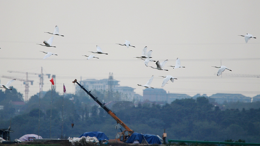 IMG_6205_副本.jpg