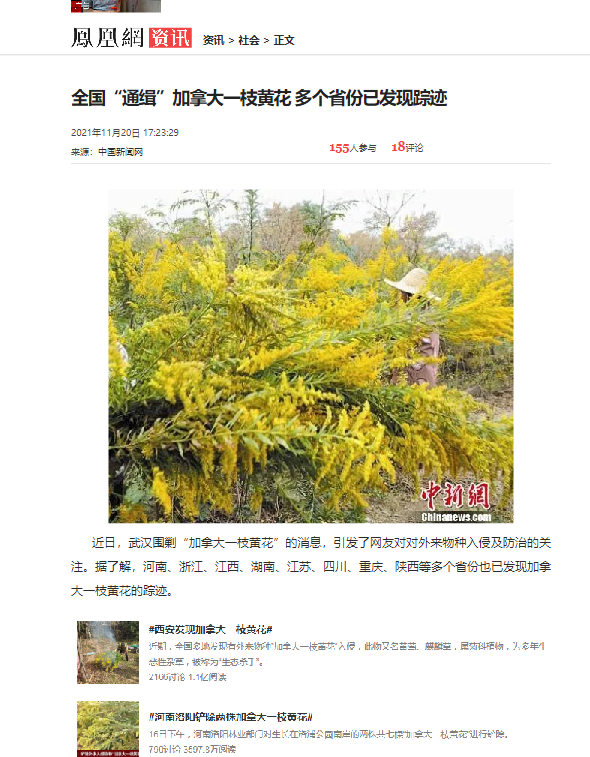 全国“通缉”加拿大一枝黄花 多个省份已发现踪迹_凤凰网_看图王(2).png