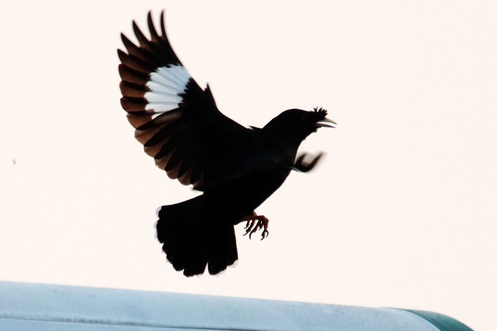 IMG_9641_副本.jpg