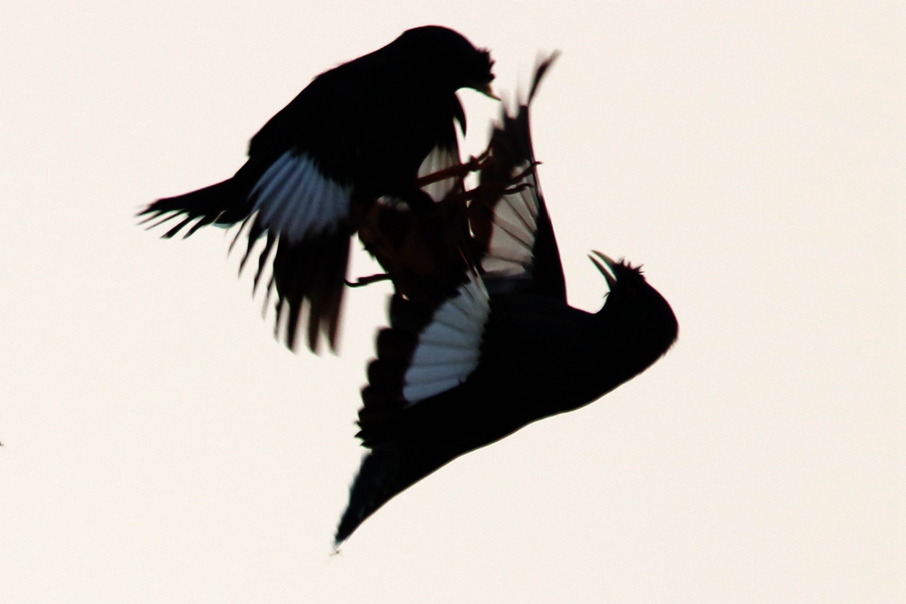 IMG_9648_副本.jpg