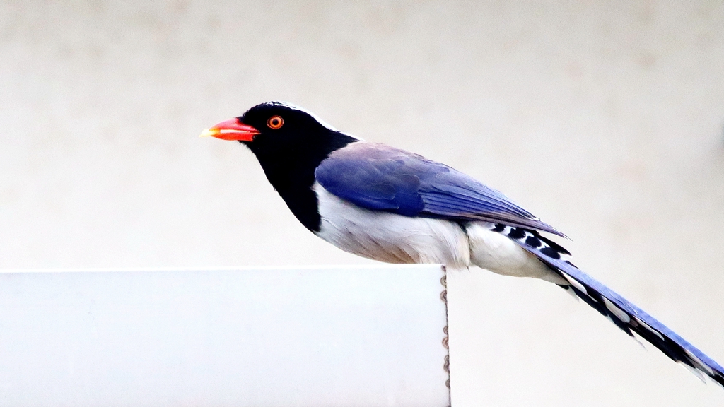 IMG_9933_副本_副本.jpg