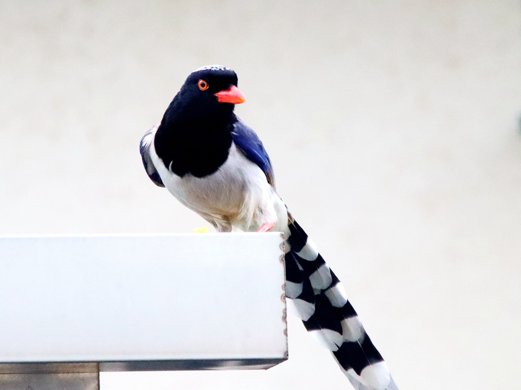 IMG_9935_副本_副本.jpg