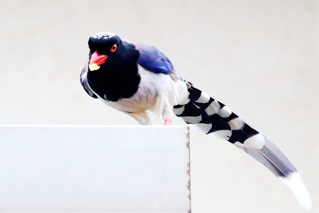 IMG_9936_副本.jpg