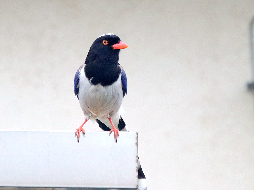 IMG_9950_副本.jpg