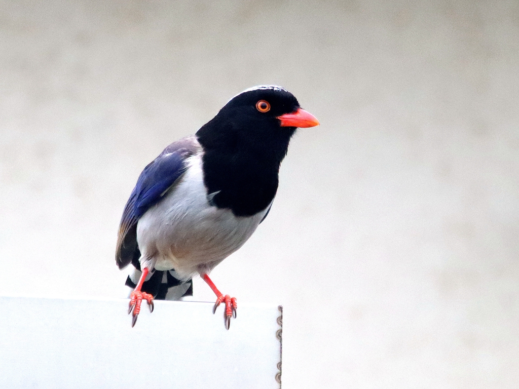 IMG_9955_副本.jpg