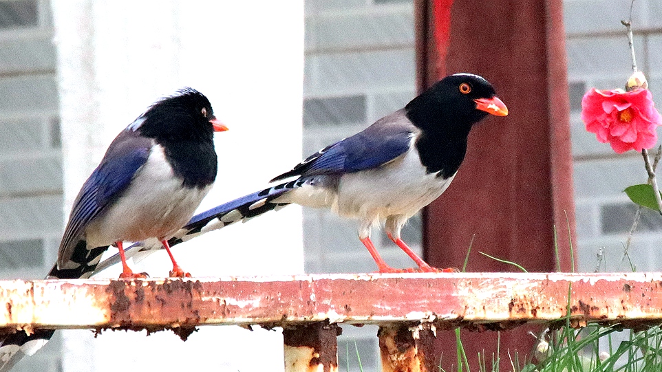 IMG_0007_副本.jpg