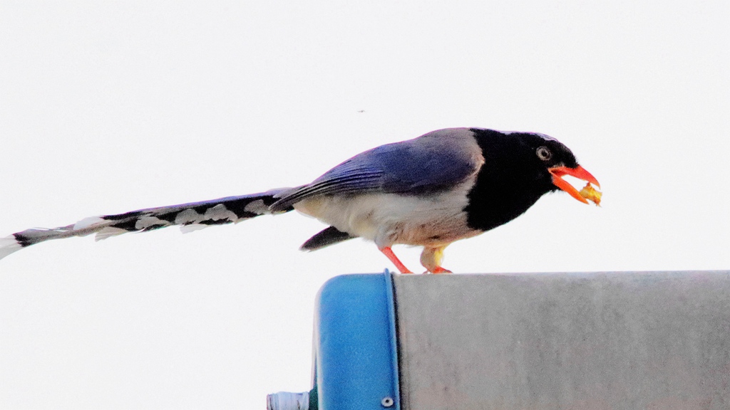 IMG_0461_副本.jpg