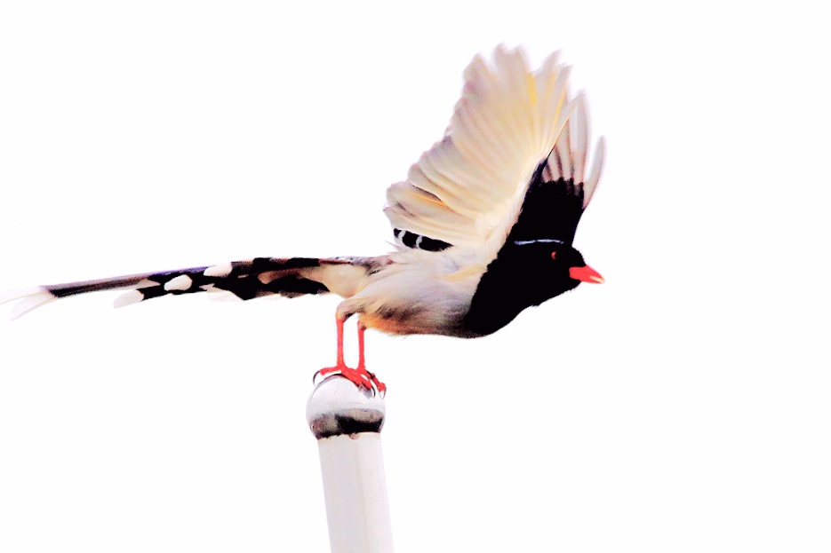 IMG_9878_副本.jpg